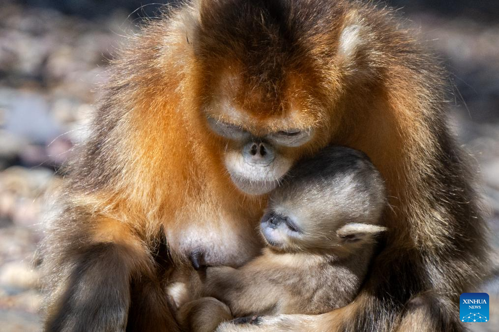 Shennongjia Forestry District in C China sees growing golden monkey population