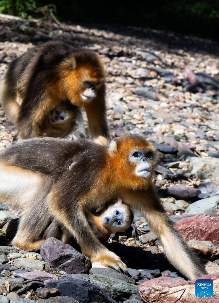 Shennongjia Forestry District in C China sees growing golden monkey population