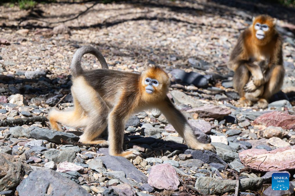 Shennongjia Forestry District in C China sees growing golden monkey population