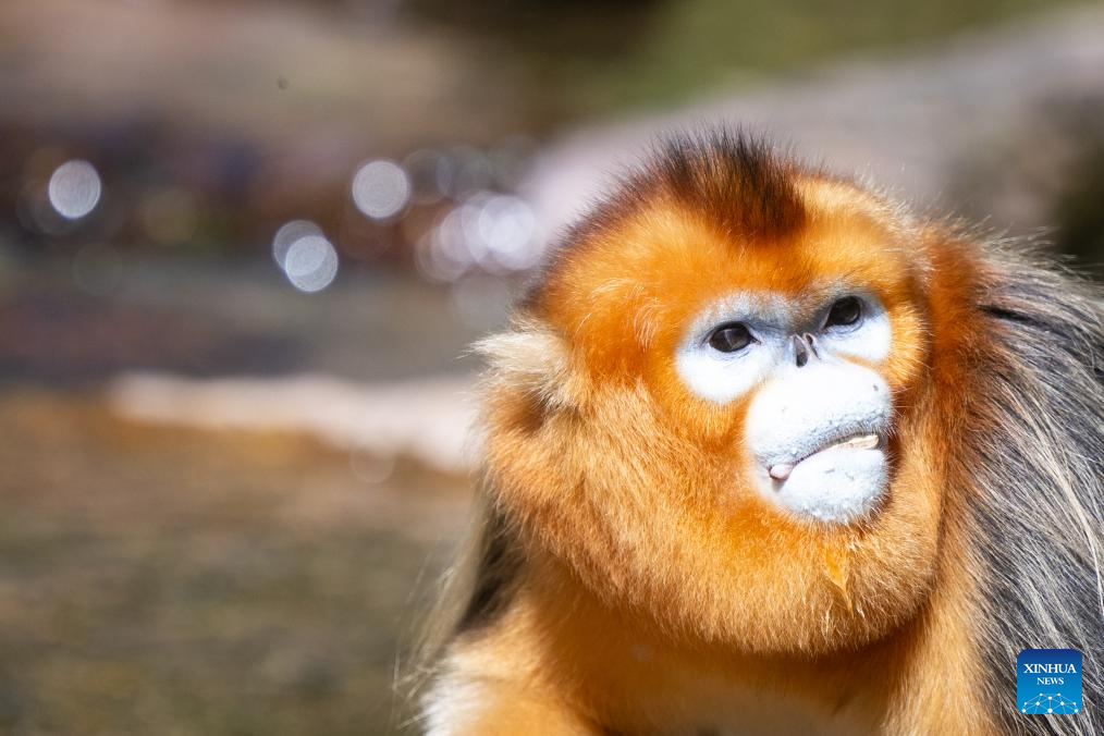 Shennongjia Forestry District in C China sees growing golden monkey population