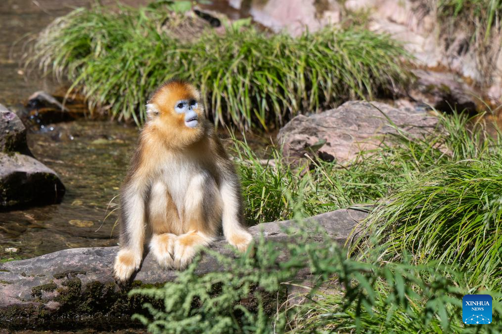 Shennongjia Forestry District in C China sees growing golden monkey population