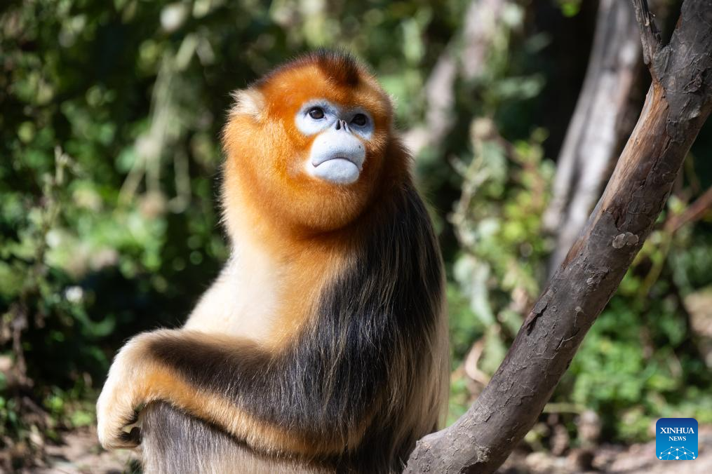 Shennongjia Forestry District in C China sees growing golden monkey population