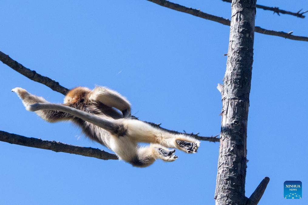 Shennongjia Forestry District in C China sees growing golden monkey ...