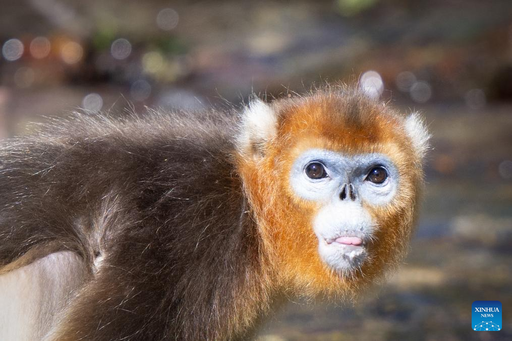 Shennongjia Forestry District in C China sees growing golden monkey population