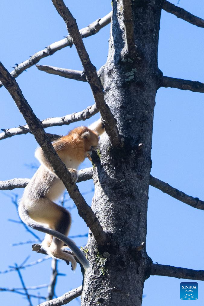 Shennongjia Forestry District in C China sees growing golden monkey population