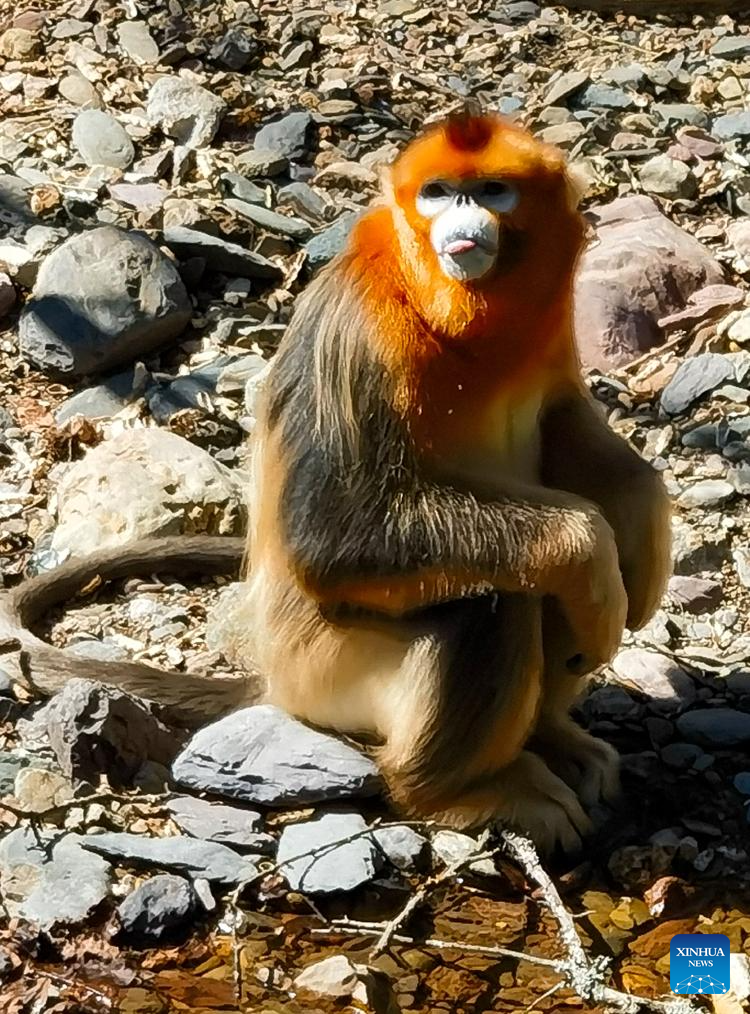 Shennongjia Forestry District in C China sees growing golden monkey population