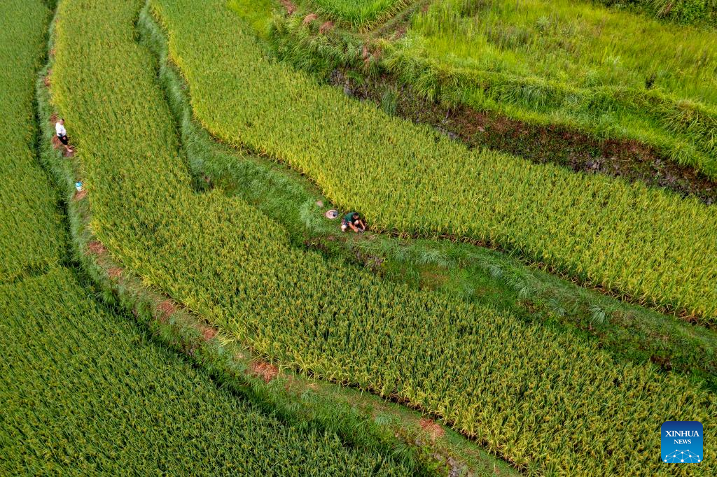 In pics: beautiful scenery, joyful life in Basha Village, SW China's Guizhou