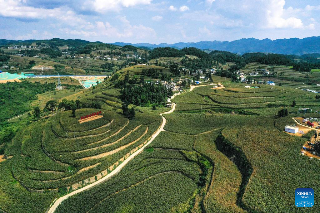 Sorghum fields enter harvest season in Huairen, Guizhou