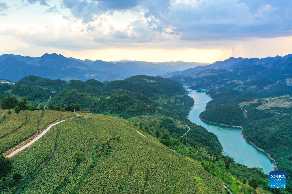 Sorghum fields enter harvest season in Huairen, Guizhou