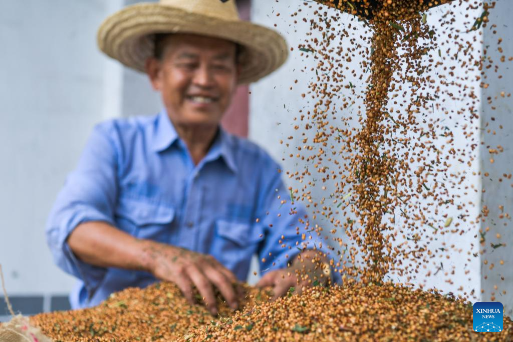 Sorghum fields enter harvest season in Huairen, Guizhou