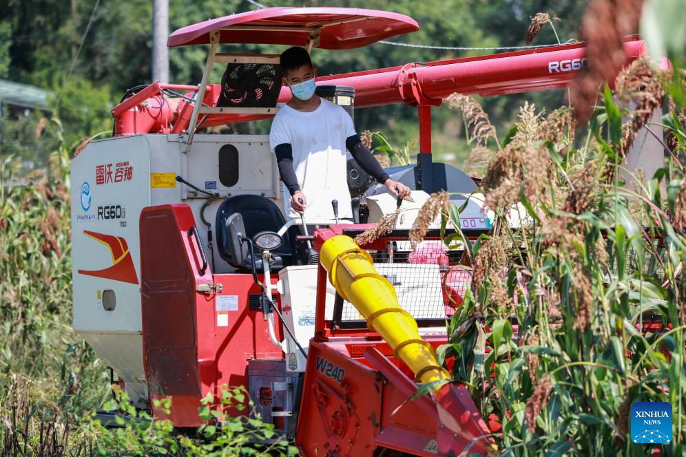 Sorghum fields enter harvest season in Huairen, Guizhou