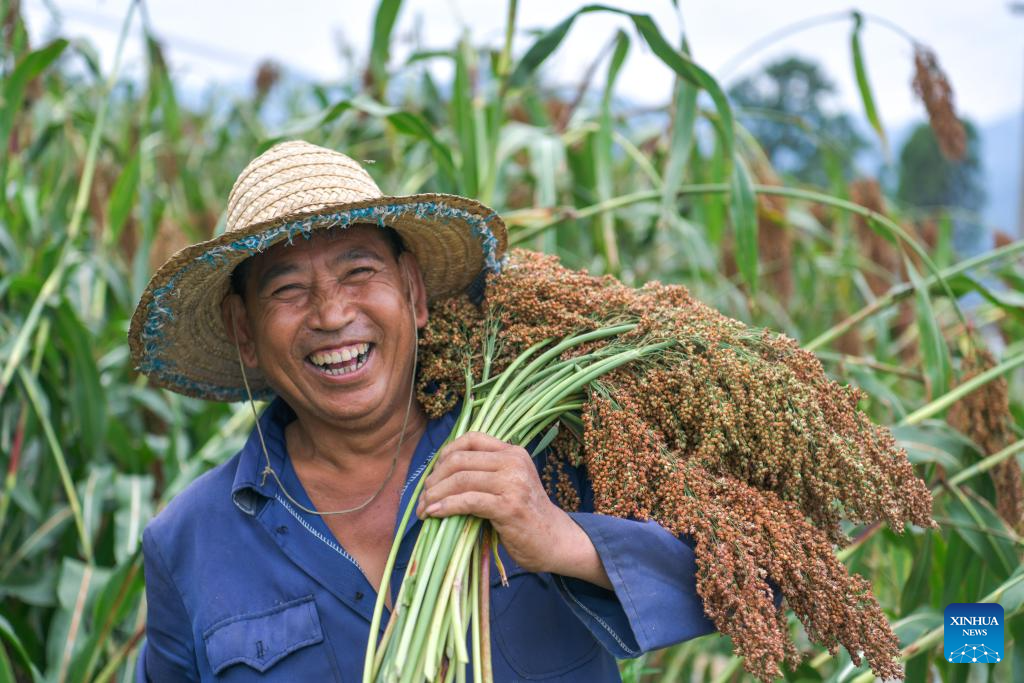 Sorghum fields enter harvest season in Huairen, Guizhou