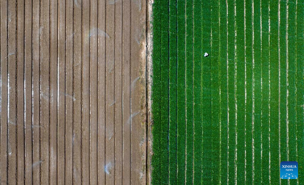 Qujiang in NW China develops large-scale vegetable planting industry supplying Greater Bay Area