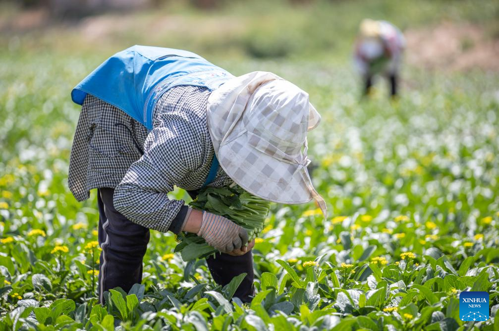 Qujiang in NW China develops large-scale vegetable planting industry supplying Greater Bay Area