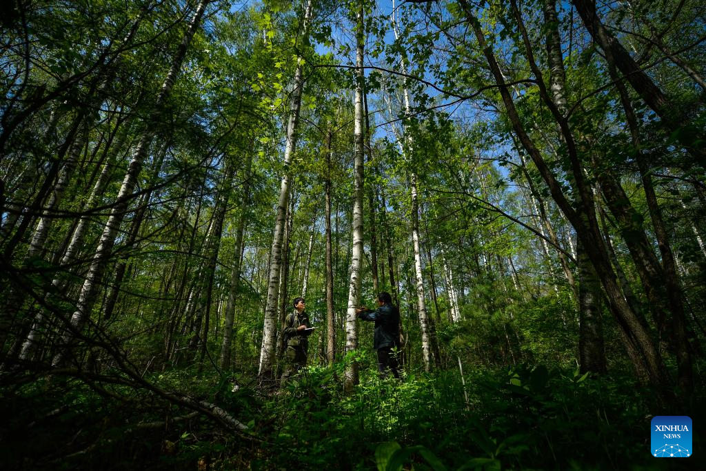 Across China: Guarding greenery on northeast China's Changbai Mountain