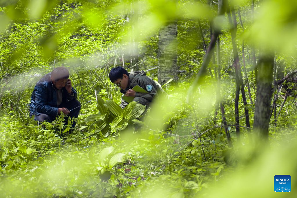 Across China: Guarding greenery on northeast China's Changbai Mountain