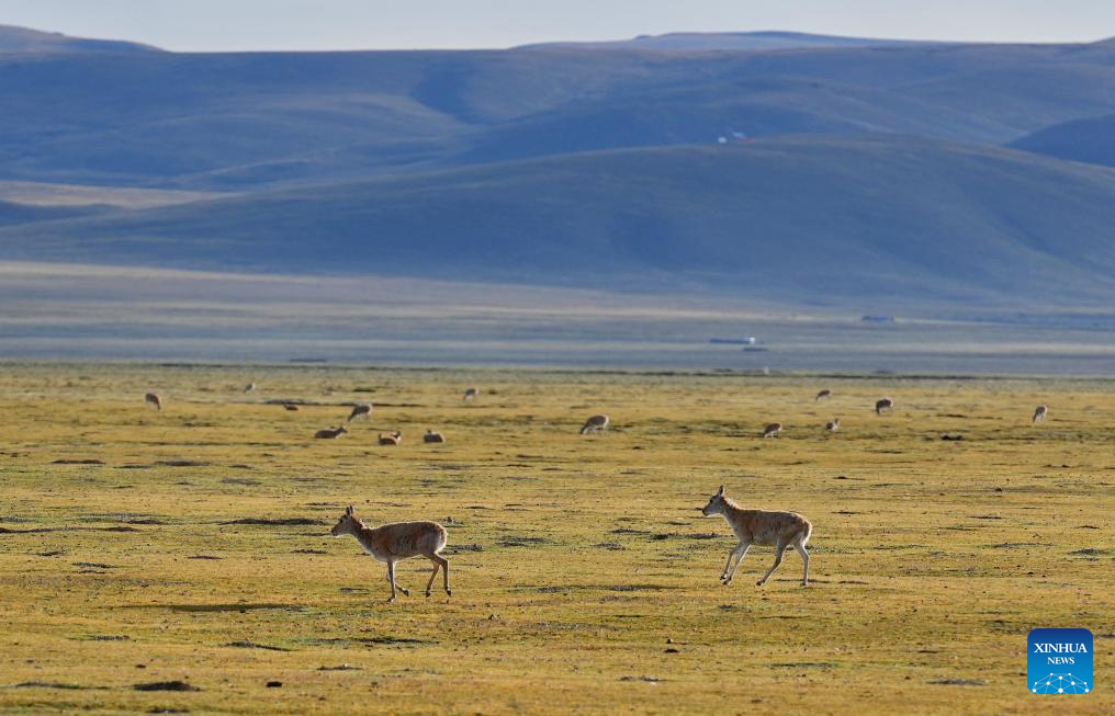 Tibetan antelopes seen in Serling Tso national nature reserve, Xizang