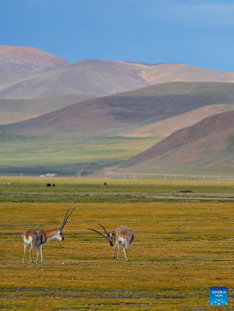 Tibetan antelopes seen in Serling Tso national nature reserve, Xizang