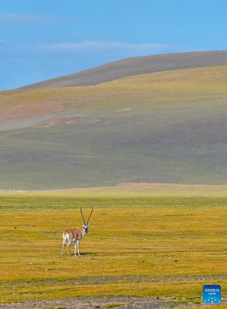 Tibetan antelopes seen in Serling Tso national nature reserve, Xizang