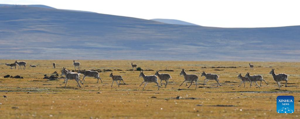 Tibetan antelopes seen in Serling Tso national nature reserve, Xizang