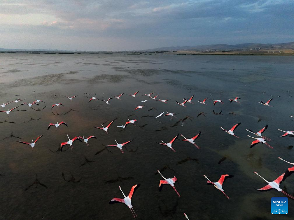 Flamingos fly over Sel Kapani Dam Lake in Türkiye