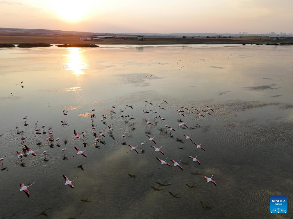 Flamingos fly over Sel Kapani Dam Lake in Türkiye