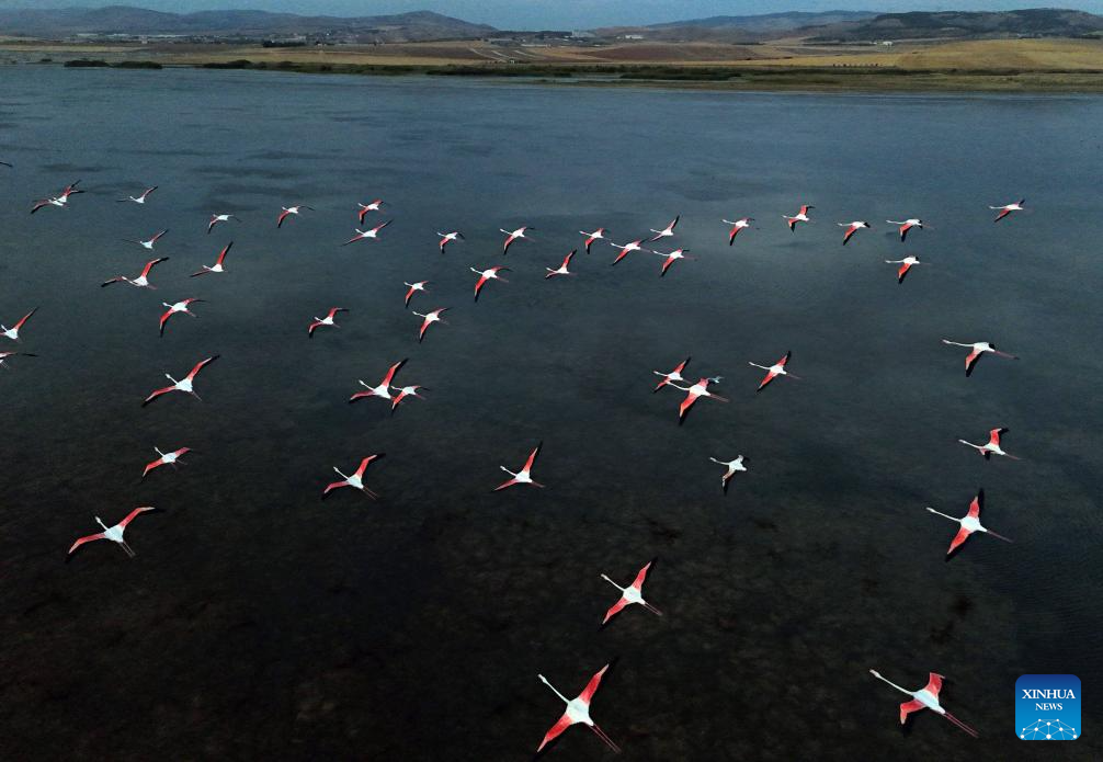 Flamingos fly over Sel Kapani Dam Lake in Türkiye