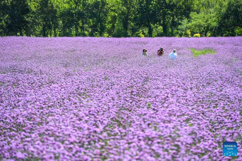 Northeast China attractions turn cool resources into summer tourism gold