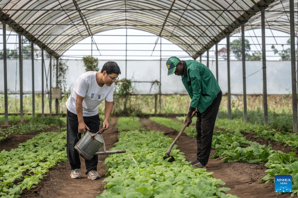 China's cassava cultivation know-how ignites new hope in Africa