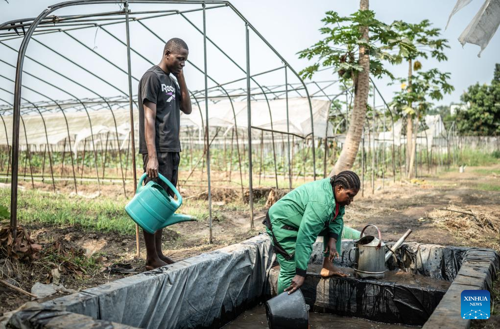 China's cassava cultivation know-how ignites new hope in Africa