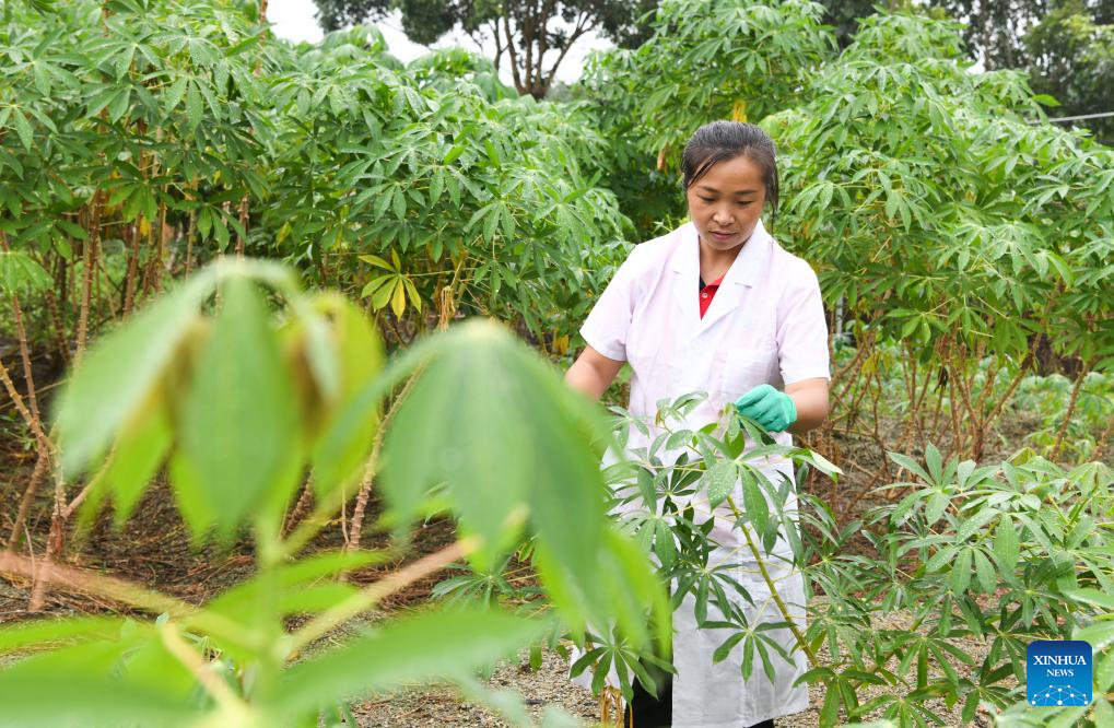 China's cassava cultivation know-how ignites new hope in Africa