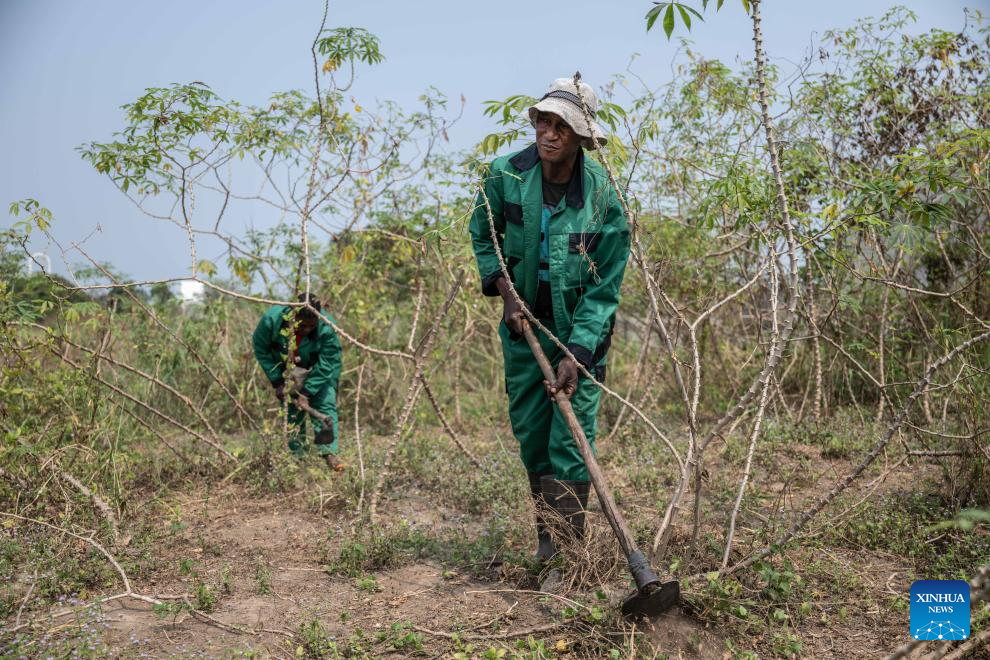 China's cassava cultivation know-how ignites new hope in Africa