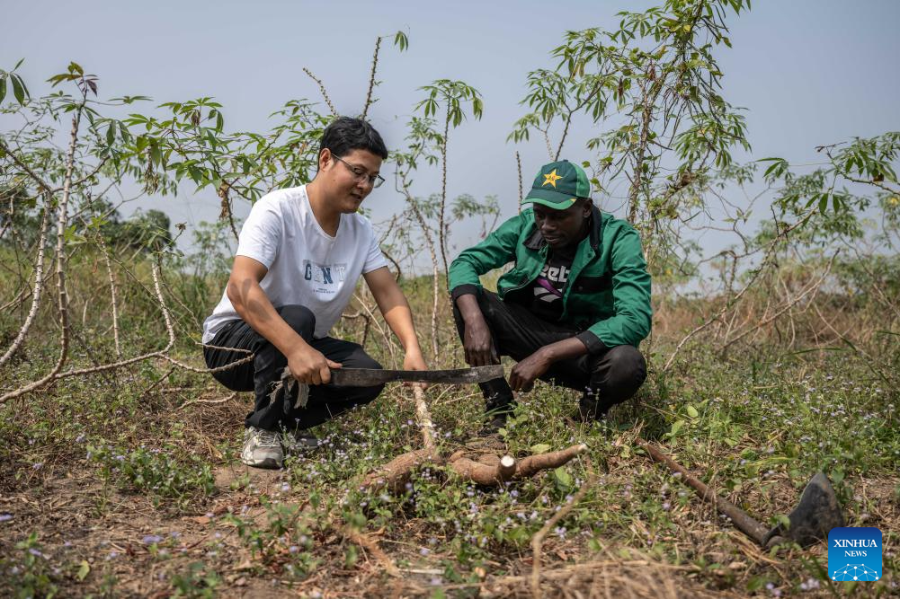 China's cassava cultivation know-how ignites new hope in Africa