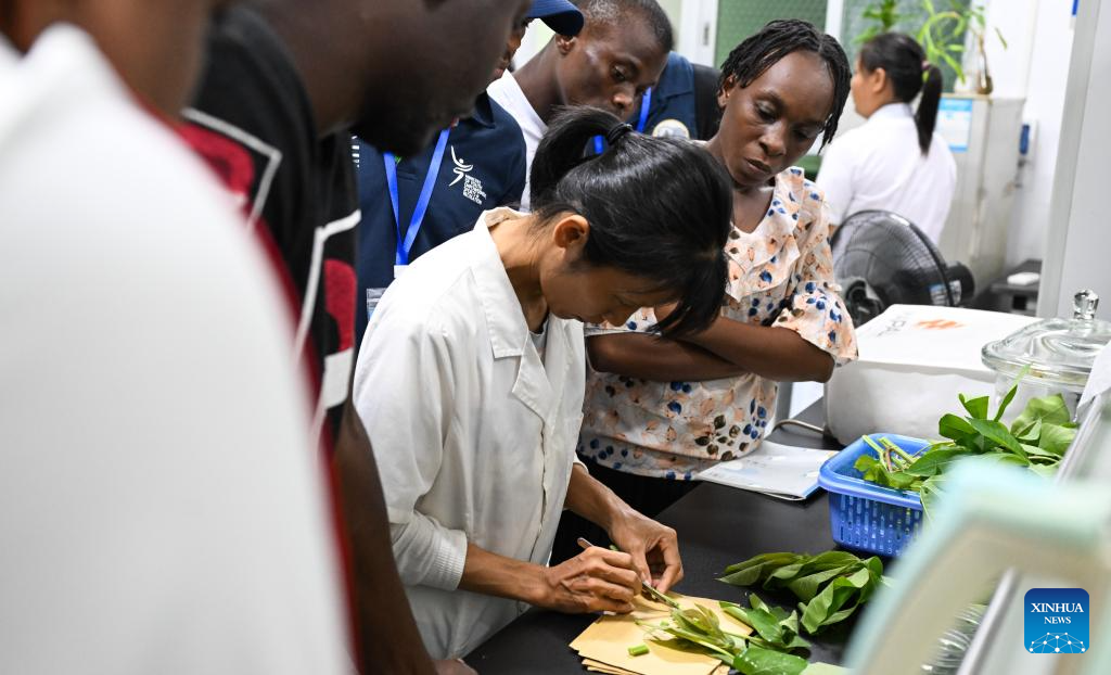 China's cassava cultivation know-how ignites new hope in Africa