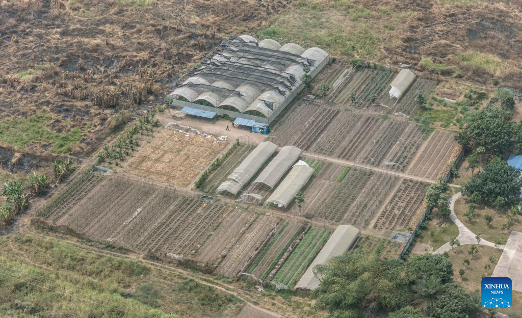 China's cassava cultivation know-how ignites new hope in Africa