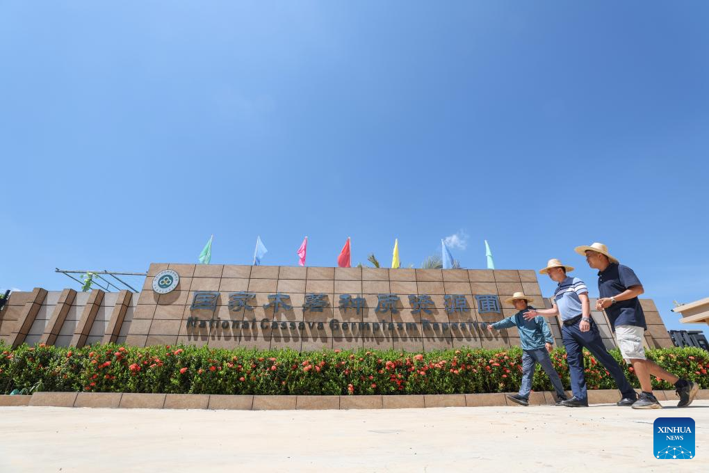 China's cassava cultivation know-how ignites new hope in Africa