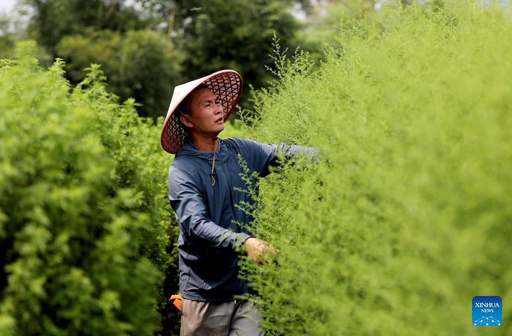 County in S China develops sweet wormwood planting to advance rural revitalization