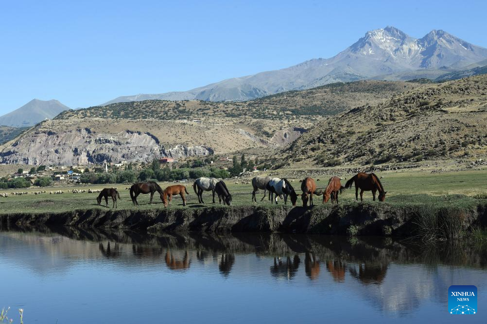 Herd of wild horses seen at Sultan Reedy National Park in Türkiye