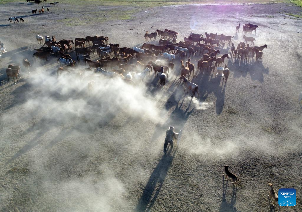 Herd of wild horses seen at Sultan Reedy National Park in Türkiye