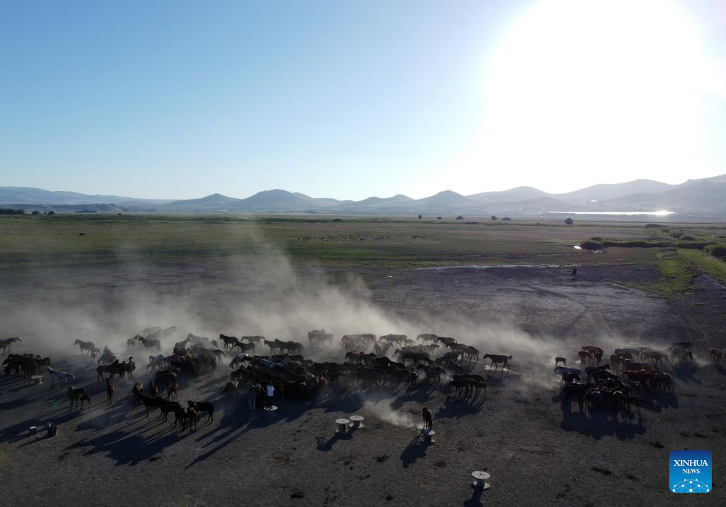 Herd of wild horses seen at Sultan Reedy National Park in Türkiye