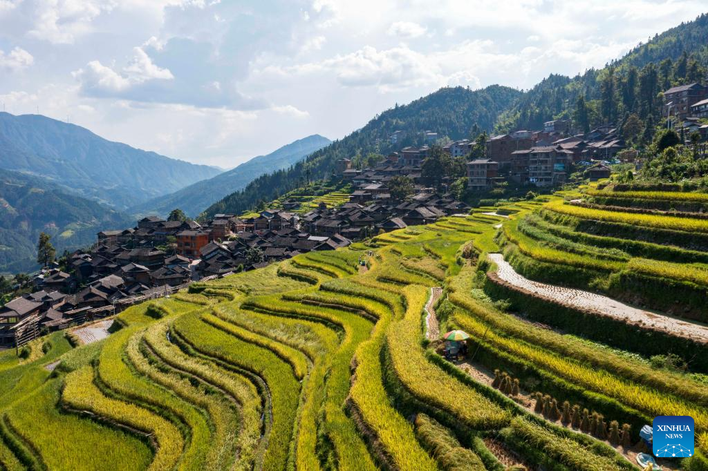 Farmers harvest paddy in terraced fields in SW China's Guizhou