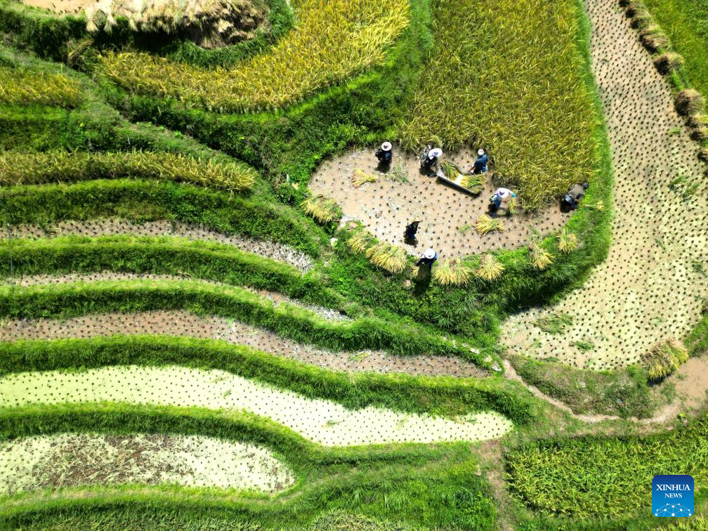 Farmers harvest paddy in terraced fields in SW China's Guizhou