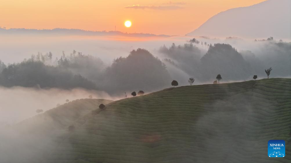 Scenery of tea garden in Mu'er Mountain, C China's Hubei