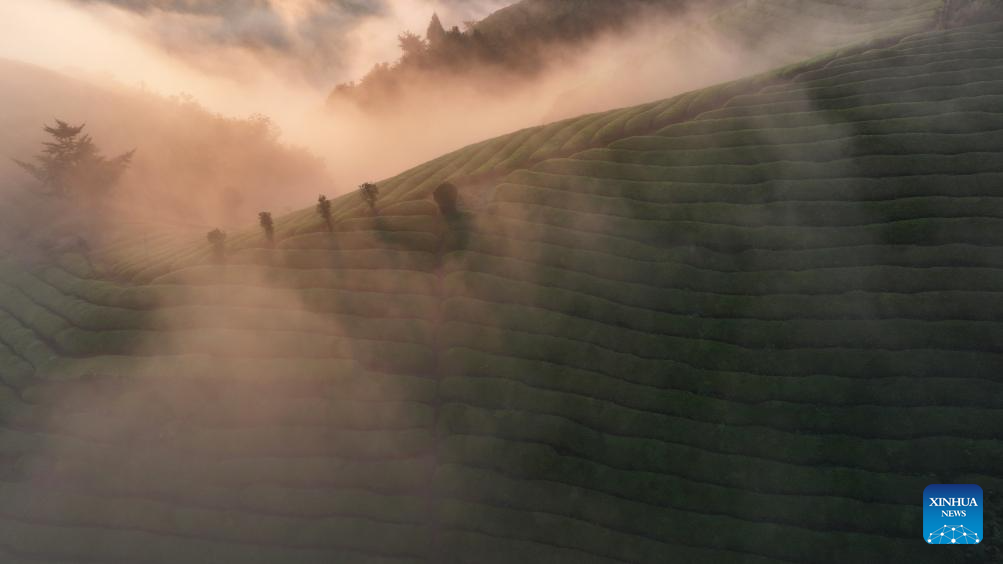 Scenery of tea garden in Mu'er Mountain, C China's Hubei