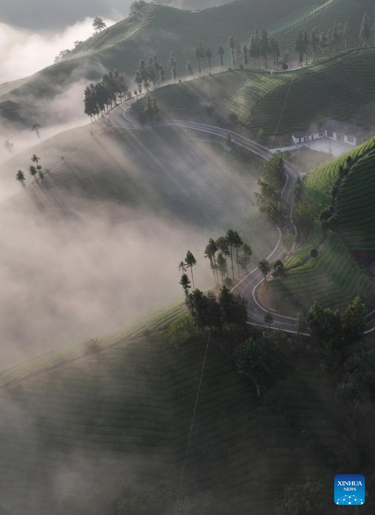 Scenery of tea garden in Mu'er Mountain, C China's Hubei