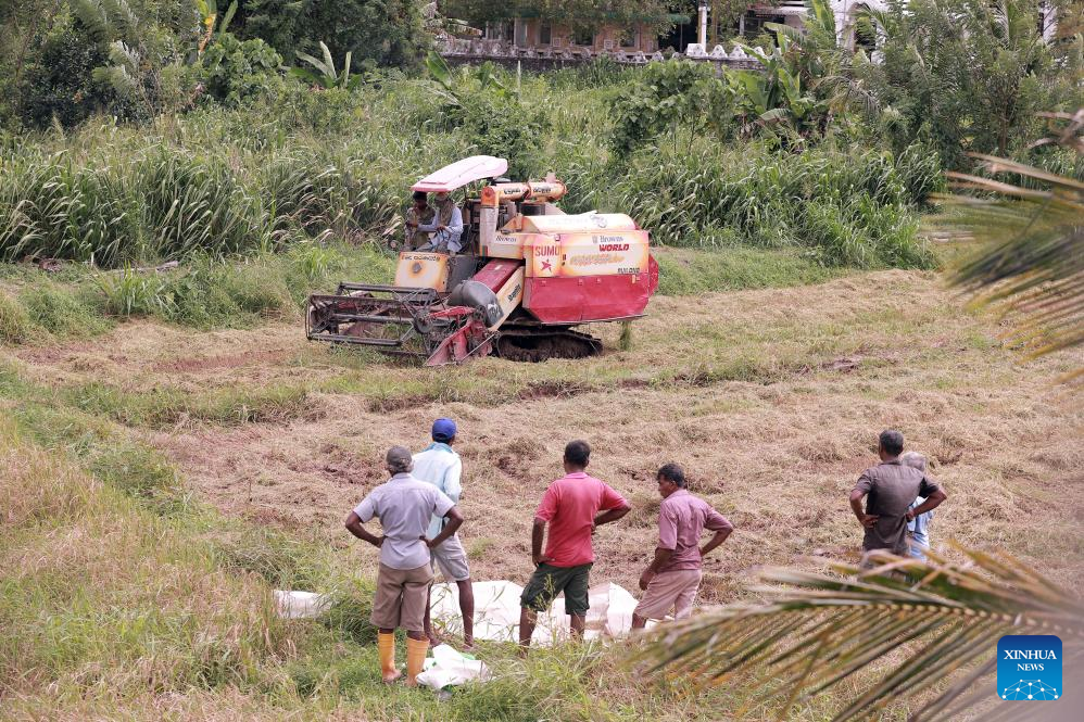 Farmers harvest rice in paddy field in Sri Lanka