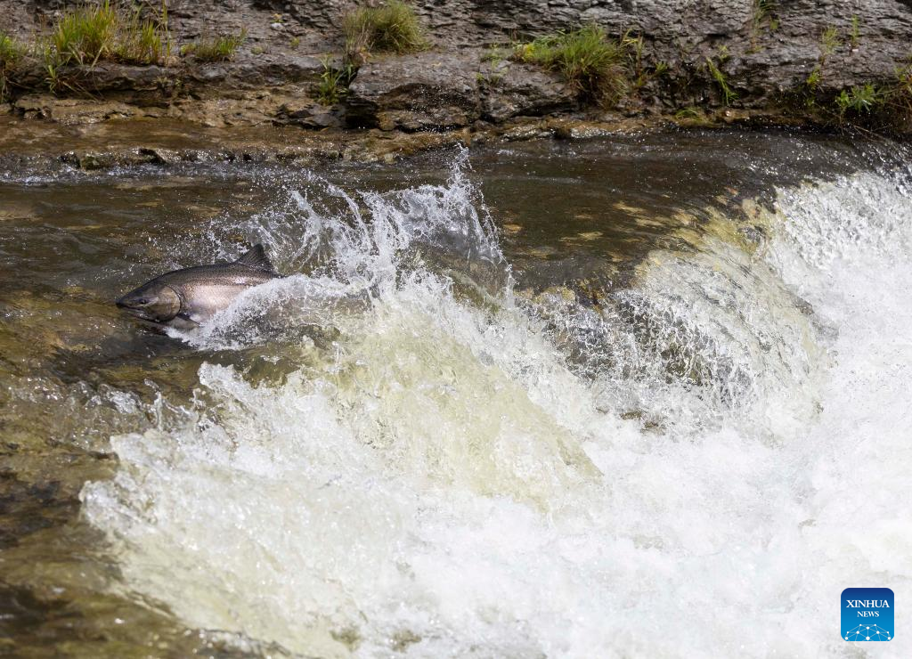 Fish migrate to spawning grounds at Port Hope, Canada