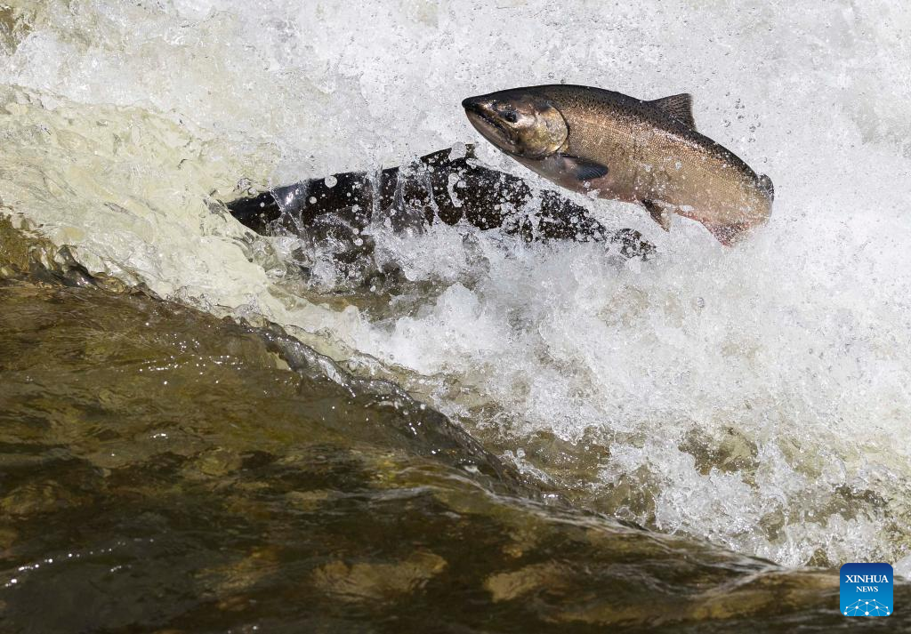 Fish migrate to spawning grounds at Port Hope, Canada