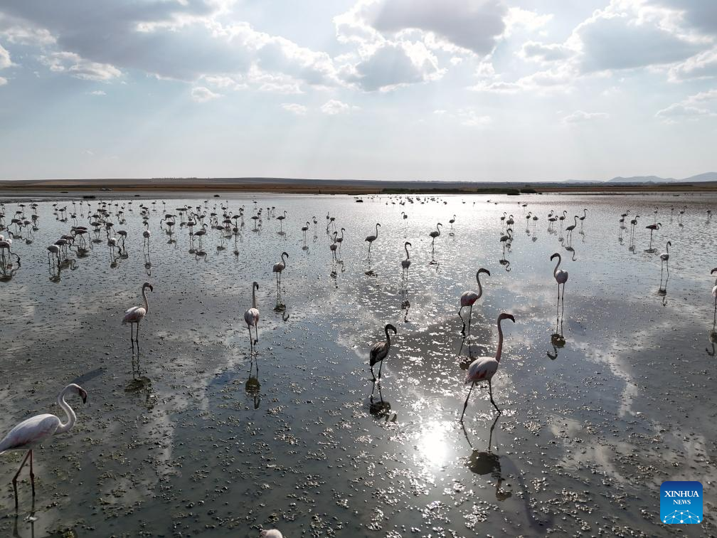 Flamingos seen at Salt Lake in Ankara, Türkiye