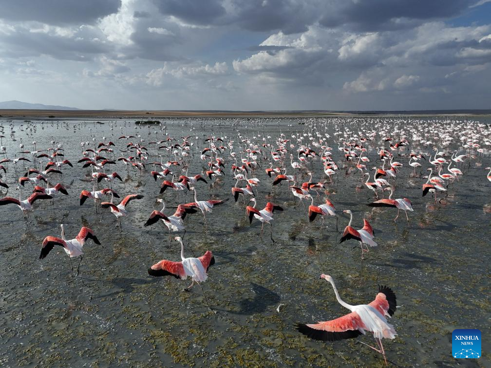 Flamingos seen at Salt Lake in Ankara, Türkiye